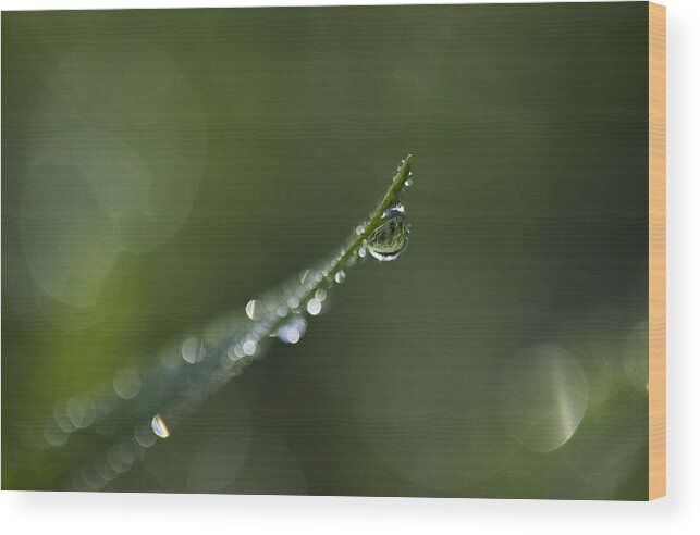 Morning Wood Print featuring the photograph Morning Dew by Morgan Wright