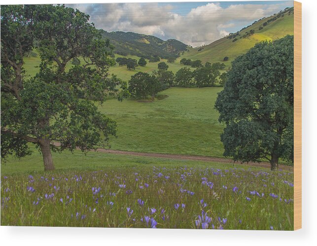 Landscape Wood Print featuring the photograph Morning Flowers at Round Valley by Marc Crumpler