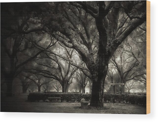  Wood Print featuring the photograph Morning Fog by Stoney Lawrentz