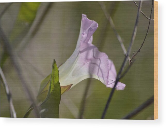 Morning Glory Light And Shadows Wood Print featuring the photograph Morning Glory Light and Shadows by Warren Thompson