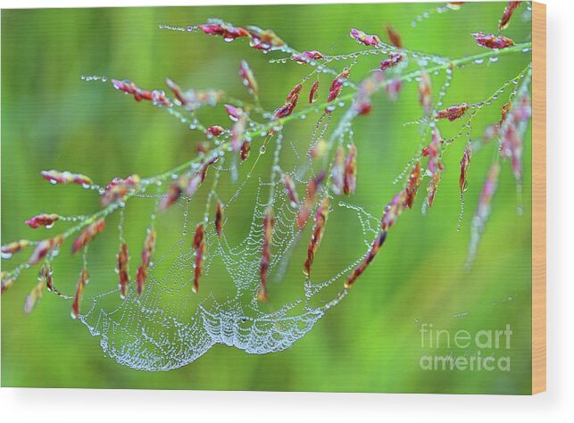 Web Wood Print featuring the photograph Morning Jewels by Dorothy Pugh