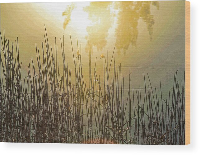 Sunrise Wood Print featuring the photograph Morning Light by Rochelle Berman