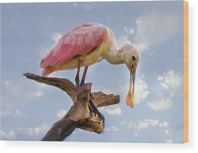 Spoonbill Wood Print featuring the photograph Morning Pinks in Blue by Debra and Dave Vanderlaan