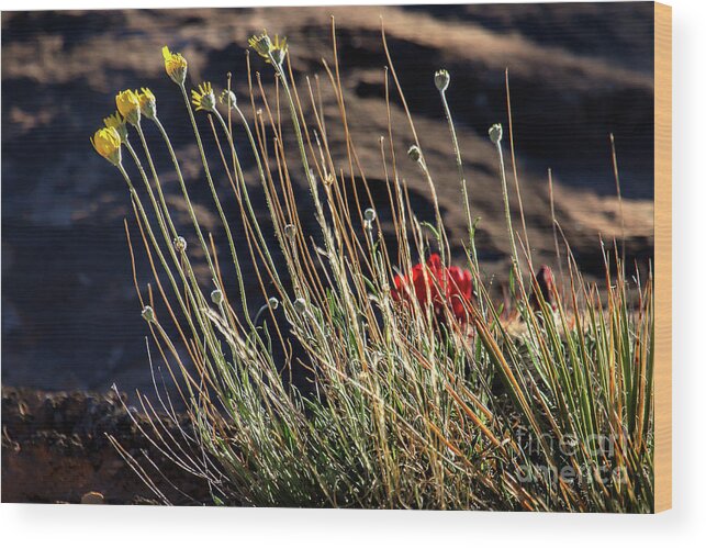 Wildflowers Wood Print featuring the photograph Morning Praise by Jim Garrison