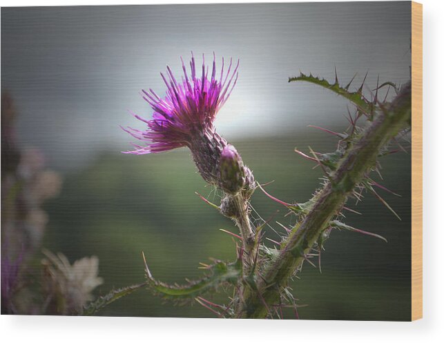 Thistle Wood Print featuring the photograph Morning Purple Thistle. by Terence Davis