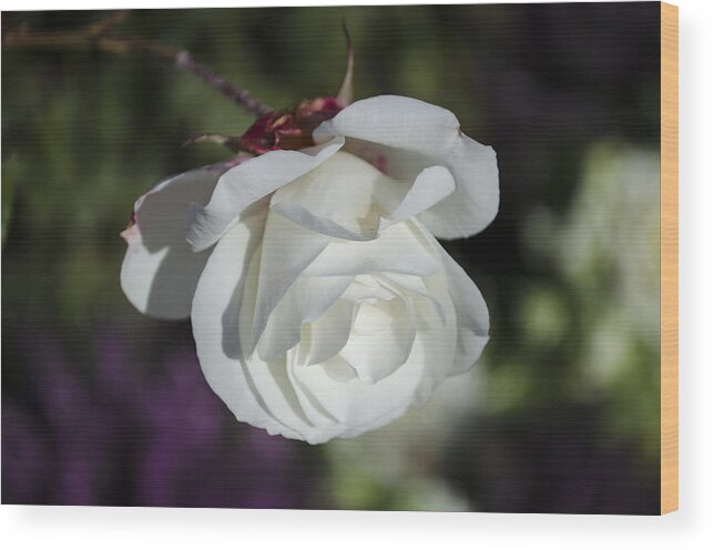  Wood Print featuring the photograph Morning rose by Dan Hefle