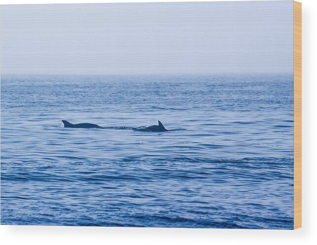 Atlantic Wood Print featuring the photograph Morning Search for Food by Allan Levin
