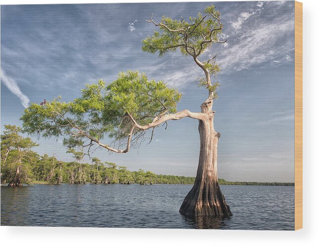 Crystal Yingling Wood Print featuring the photograph Morning Stretch by Ghostwinds Photography