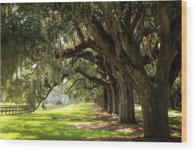 Nature Wood Print featuring the photograph Morning Under The Mossy Oaks by Sharon McConnell