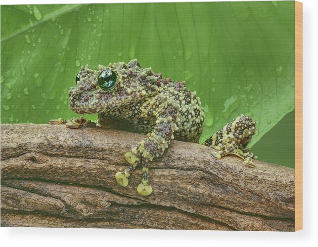 Frogs Wood Print featuring the photograph Mossy Frog by Nikolyn McDonald
