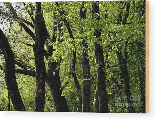 Ardeche Wood Print featuring the photograph Mossy trees in a late afternoon forest by Sami Sarkis