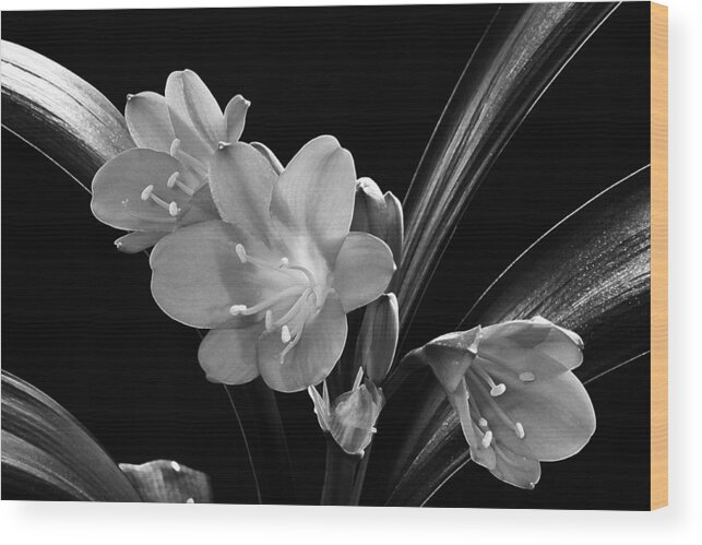 Lily Blossoms Wood Print featuring the photograph Mother's Clivia Lily by Sandra Foster