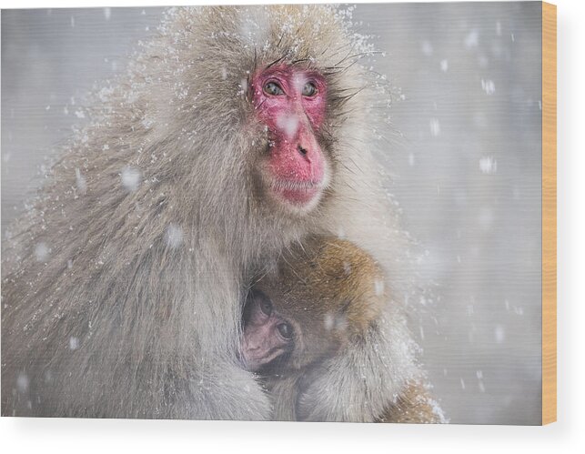 Nature Wood Print featuring the photograph Mother's Warmth by Takeshi Marumoto