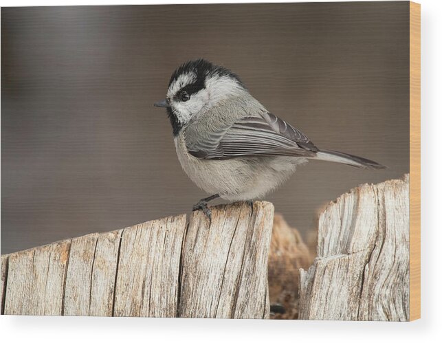 Bird Wood Print featuring the photograph Mountain Chickadee by Celine Pollard