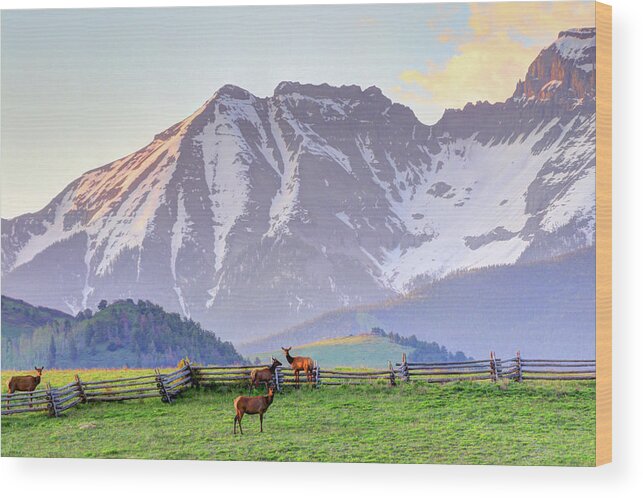 Elk Wood Print featuring the photograph Mountain Elk by Scott Mahon