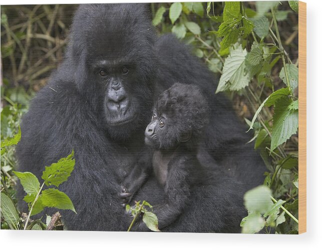 00761224 Wood Print featuring the photograph Mountain Gorilla And Baby Rwanda by Suzi Eszterhas