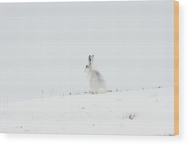 Mountain Wood Print featuring the photograph Mountain Hare Sat In Snow by Pete Walkden