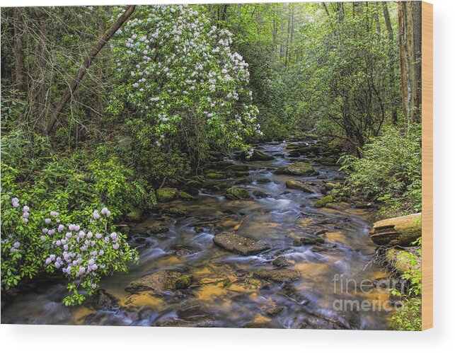 Mountain Laurels Wood Print featuring the photograph Mountain Laurels light up Panther Creek by Barbara Bowen