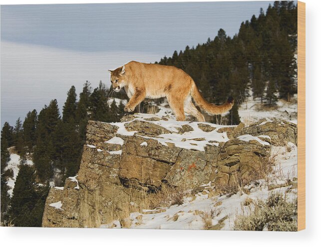 Mountain Lion Wood Print featuring the photograph Mountain Lion on Rocks by Scott Read