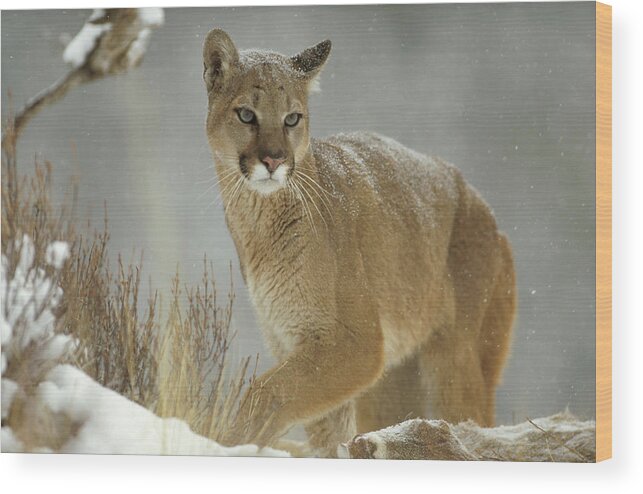 Mp Wood Print featuring the photograph Mountain Lion Puma Concolor Adult by Tim Fitzharris