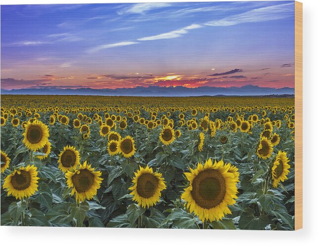 Colorado Wood Print featuring the photograph Mountain Sunset Over Sunflower Fields by Teri Virbickis