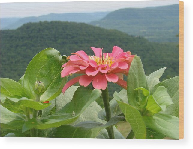 Mountain Top Wood Print featuring the photograph Mountain Top Flower by Mary Halpin