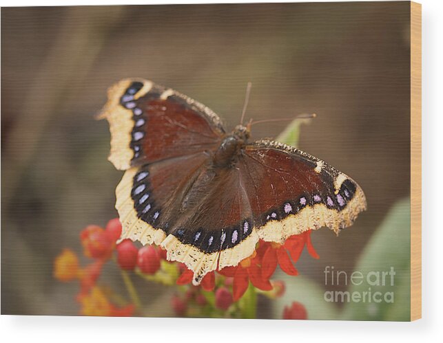 Butterfly Wood Print featuring the photograph Mourning Cloak Butterfly by Ana V Ramirez