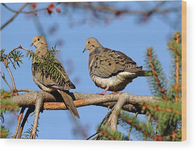 Mourning Doves Wood Print featuring the photograph Mourning Doves In Spring by Debbie Oppermann