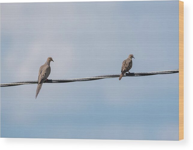 Mourning Doves Wood Print featuring the photograph Mourning Doves by Holden The Moment