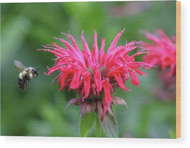 Bumble Bee Wood Print featuring the photograph Mr. Brumble and Bee Balm by Brook Burling