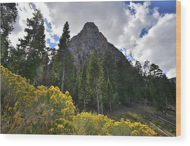 Humboldt-toiyabe National Forest Wood Print featuring the photograph Mt. Charleston Basin by Ray Mathis