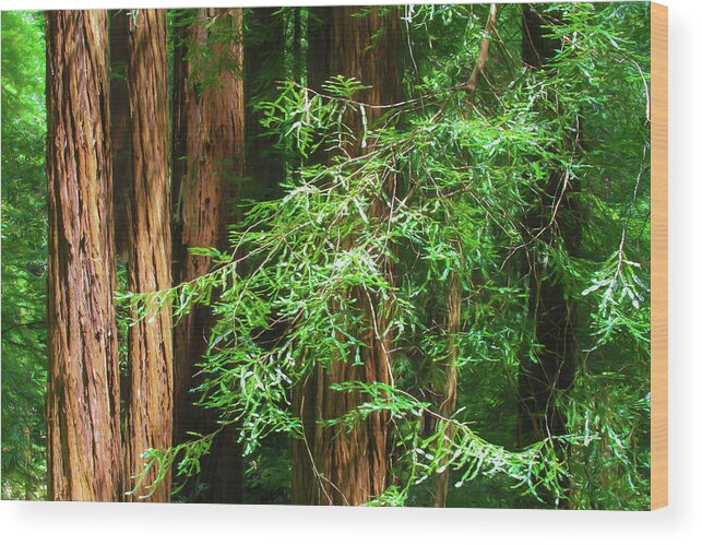 Muir Woods Afternoon Wood Print featuring the photograph Muir Woods Afternoon by Bonnie Follett