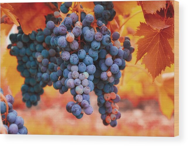 Multicolored Grapes Wood Print featuring the photograph Multicolored grapes by Lynn Hopwood