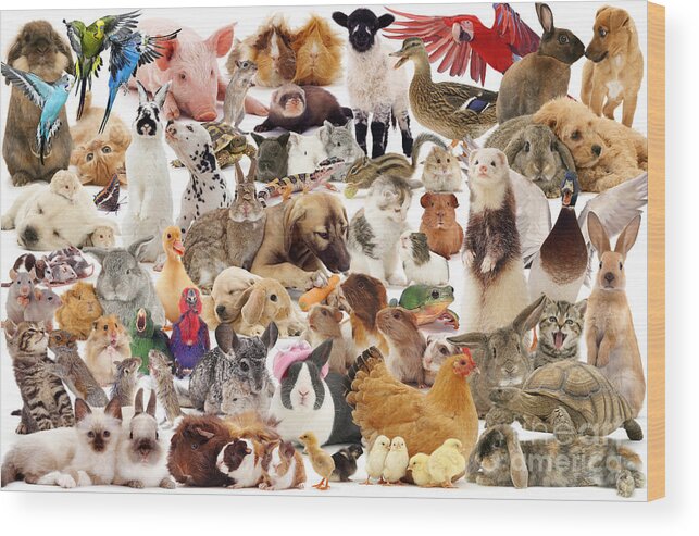 Pets Wood Print featuring the photograph Multiple Pets Montage by Warren Photographic