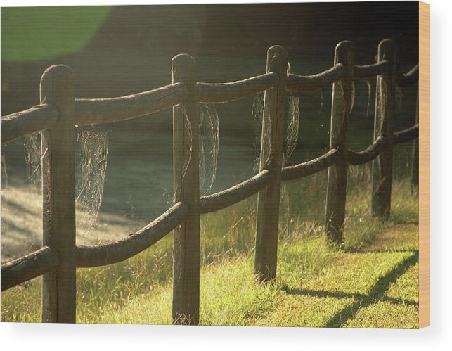 Spiderweb Wood Print featuring the photograph Multiple spiderwebs on wooden fence by Emanuel Tanjala