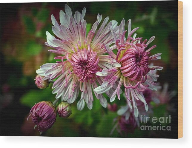 Chrystanthemum Wood Print featuring the photograph Mums by Anjanette Douglas