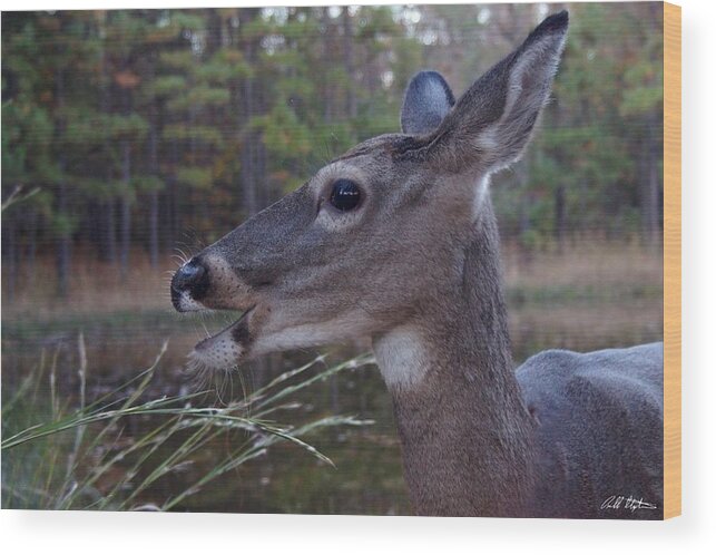 Deer Wood Print featuring the photograph Munch Tine by Bill Stephens