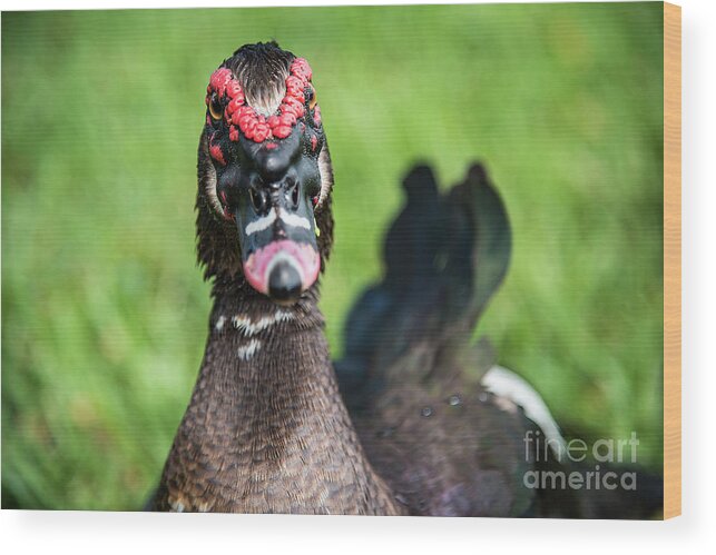 Muscovy Wood Print featuring the photograph Muscovy Duck-0278 by Steve Somerville