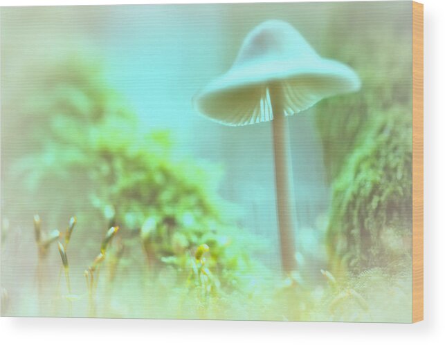 Mycena Galericulata Wood Print featuring the photograph Mushroom misty dreams, Mycena galericulata by Dirk Ercken