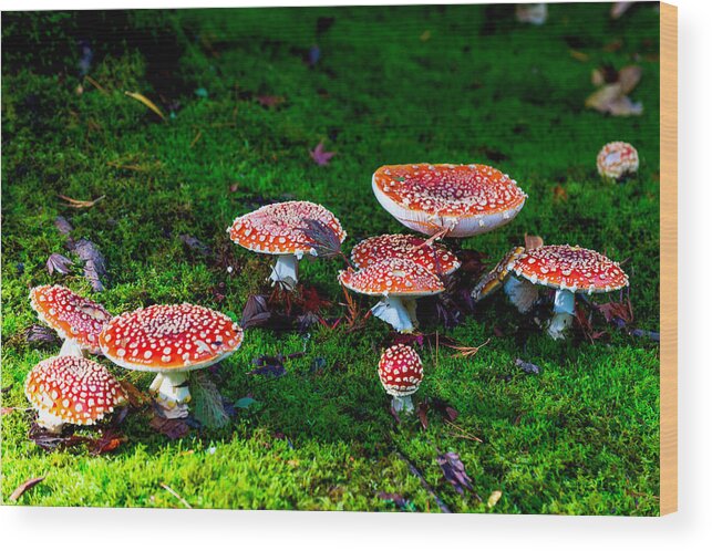 Mushroom Wood Print featuring the photograph Mushroom Poisoning by Hisao Mogi