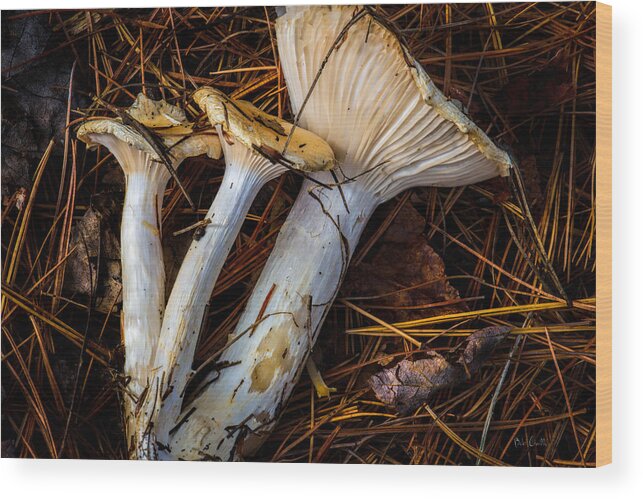 Mushrooms Wood Print featuring the photograph Mushrooms by Bob Orsillo