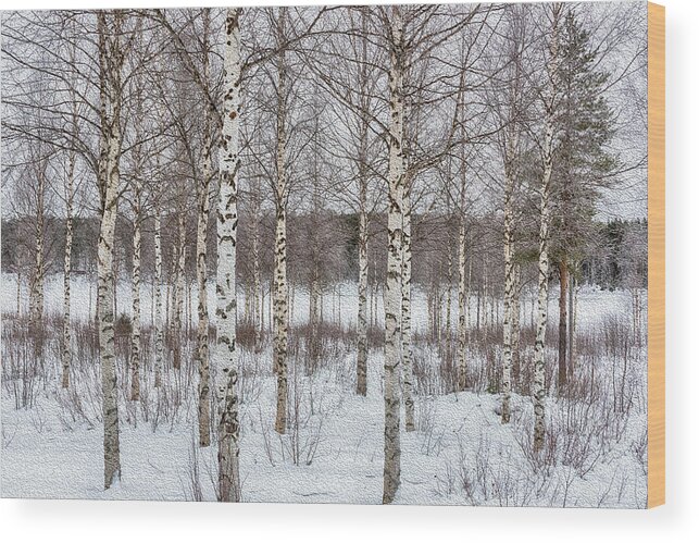 Forest Wood Print featuring the digital art Birch Trees in Finland by Roberta Kayne