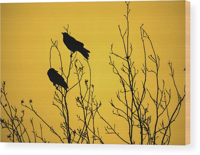 Mustard Dawn Wood Print featuring the photograph Mustard Dawn by Heather Joyce Morrill