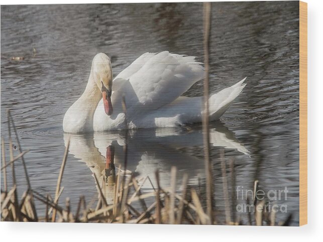 Mute Swan Wood Print featuring the photograph Mute Swan - 3 by David Bearden