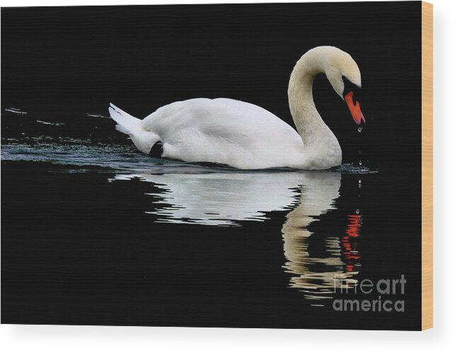 Swan Wood Print featuring the photograph Mute Swan by Stephen Melia