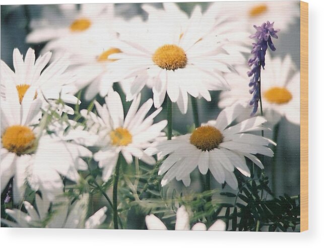 Daisies Wood Print featuring the photograph My Daisies by Jackie Mueller-Jones