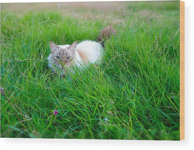 Cat Wood Print featuring the photograph My meow 2 by Michael Blaine