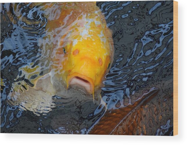 Koi Wood Print featuring the photograph Helloooo...... by Jimmy Chuck Smith