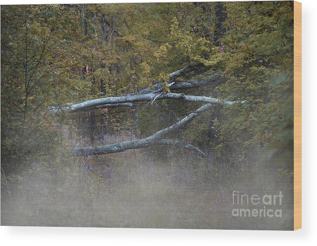 Nature Wood Print featuring the photograph Mystery In The Fall by Skip Willits