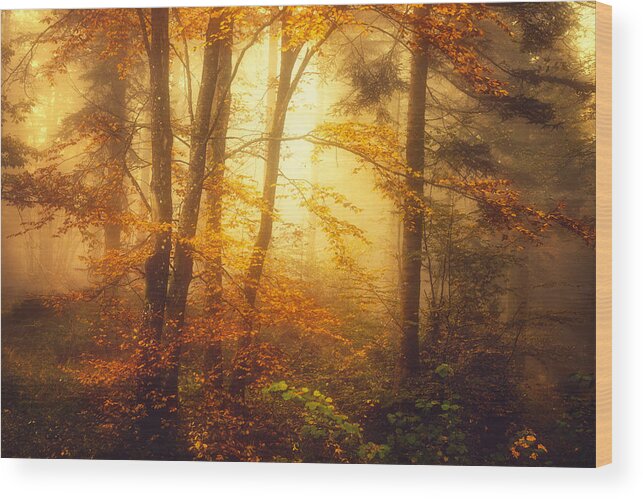 Forest Wood Print featuring the photograph Mystic Fog by Philippe Sainte-Laudy